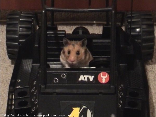 Photo de Hamster