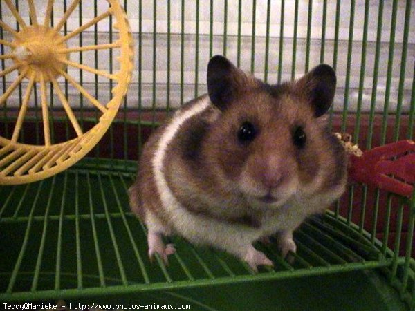 Photo de Hamster