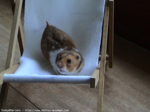 Photo de Hamster