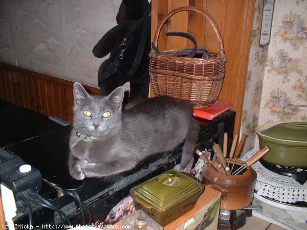 Photo de British shorthair