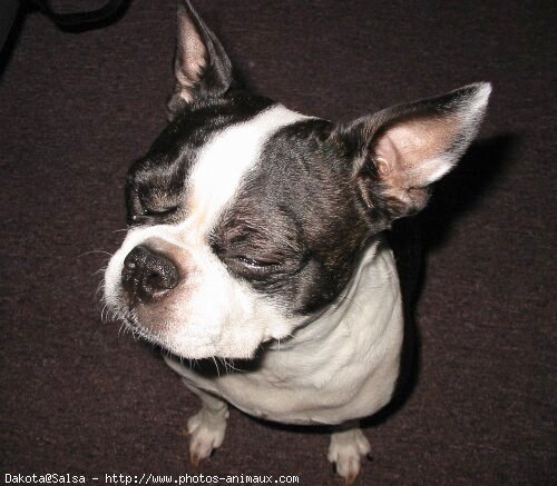 Photo de Boston terrier