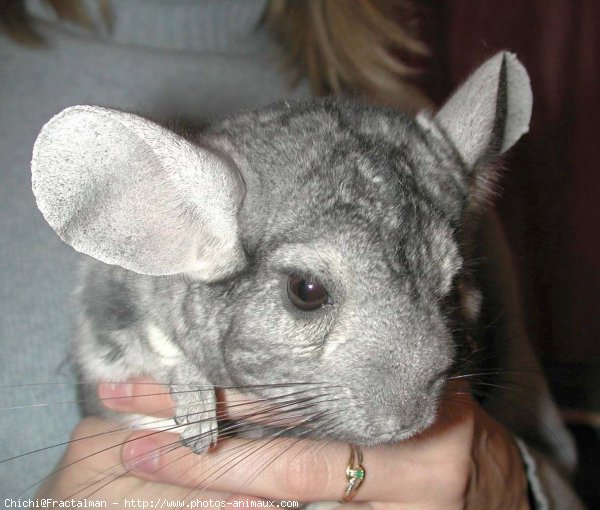 Photo de Chinchilla