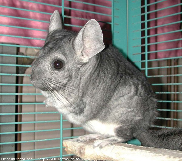 Photo de Chinchilla