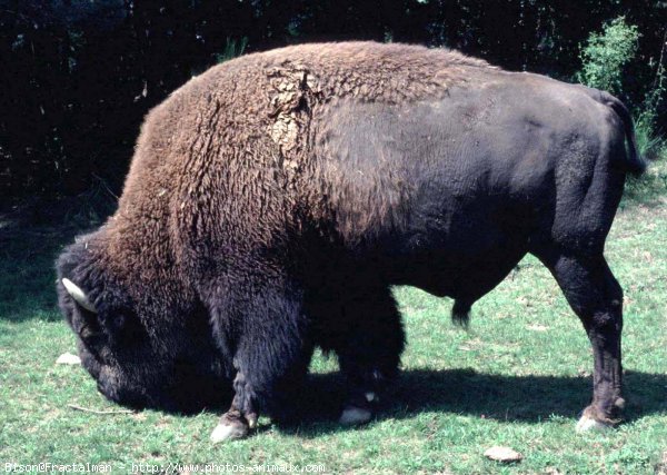 Photo de Bison