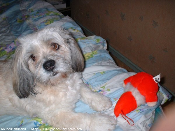 Photo de Lhassa apso