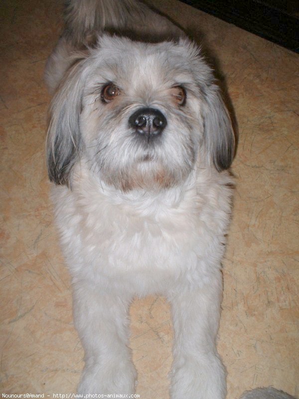 Photo de Lhassa apso