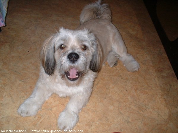 Photo de Lhassa apso