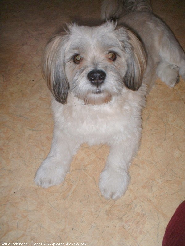 Photo de Lhassa apso