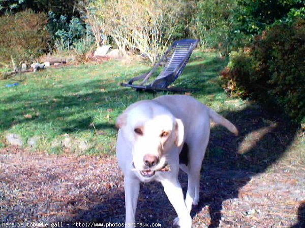 Photo de Labrador retriever