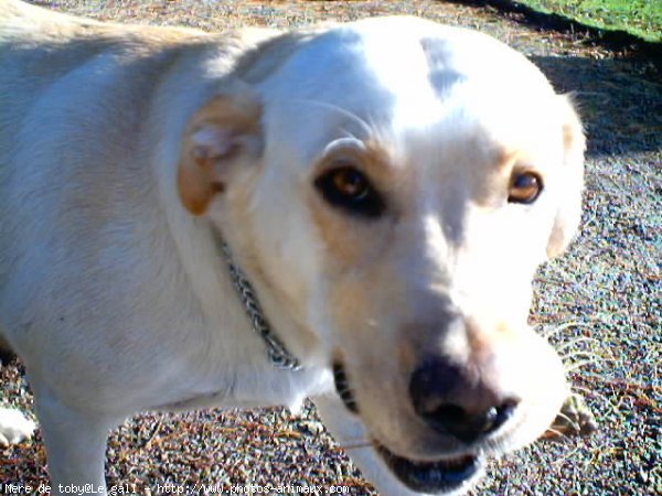 Photo de Labrador retriever