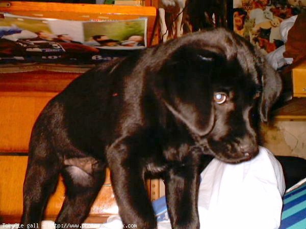 Photo de Labrador retriever