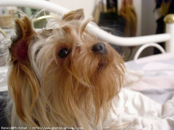 Photo de Yorkshire terrier