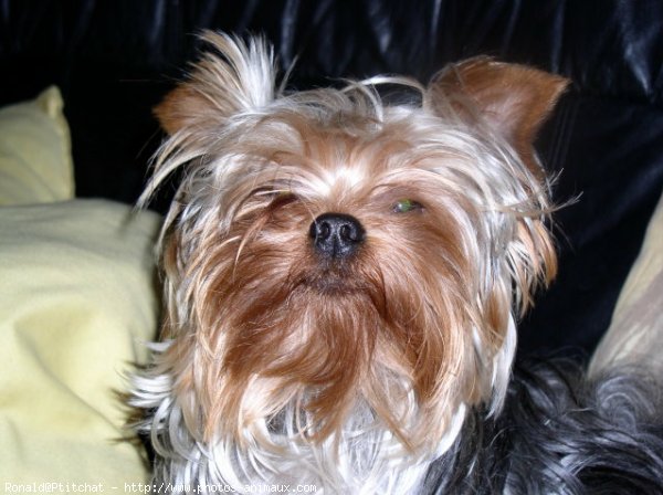 Photo de Yorkshire terrier