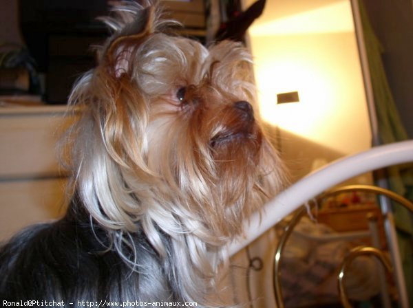 Photo de Yorkshire terrier