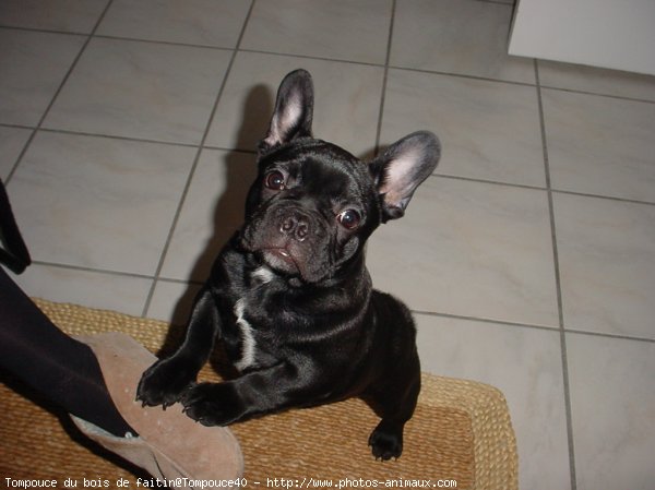 Photo de Bouledogue franais