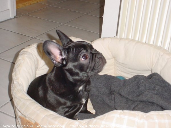 Photo de Bouledogue franais