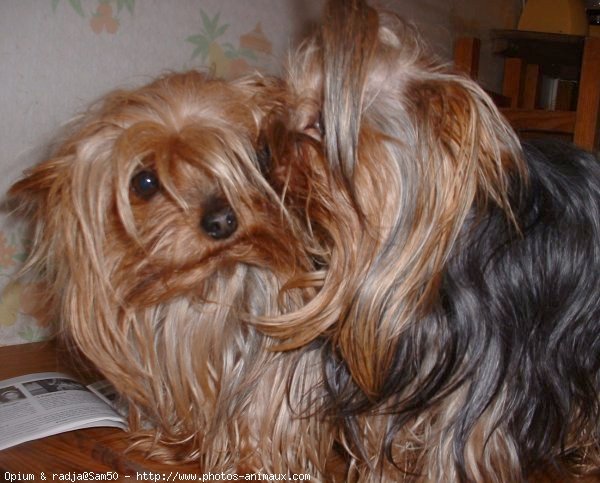 Photo de Yorkshire terrier