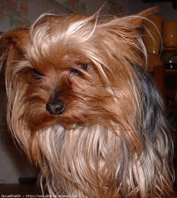 Photo de Yorkshire terrier