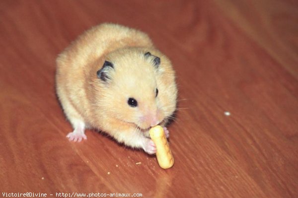 Photo de Hamster