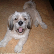 Photo de Lhassa apso