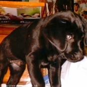 Photo de Labrador retriever