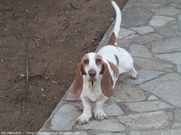 Photo de Basset hound