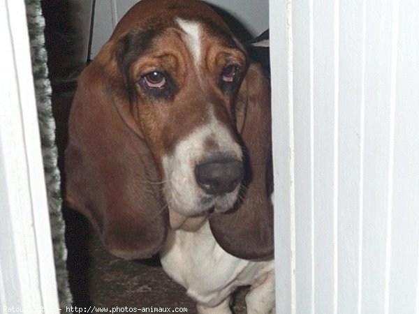 Photo de Basset hound