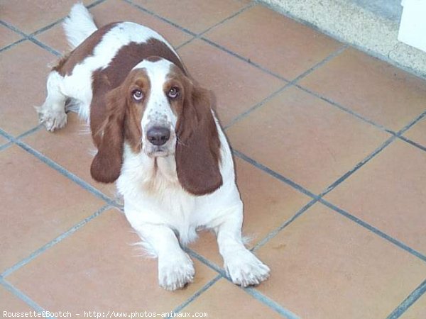 Photo de Basset hound