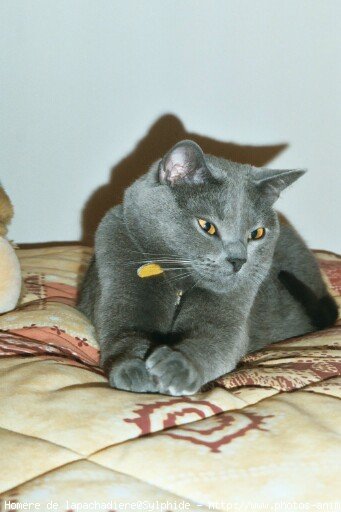 Photo de Chartreux