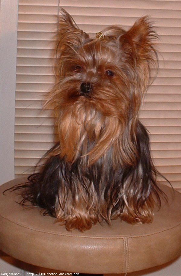 Photo de Yorkshire terrier