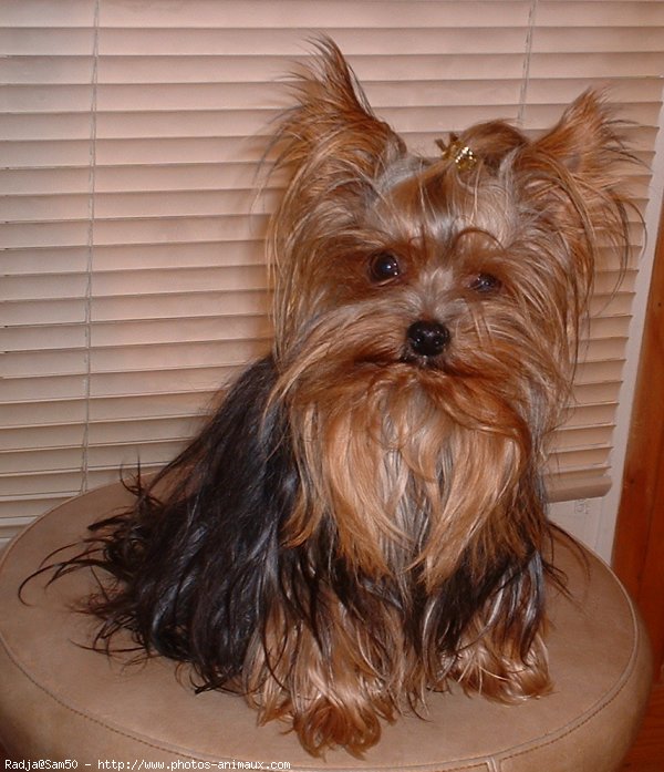 Photo de Yorkshire terrier