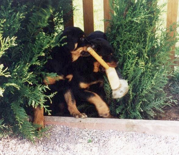 Photo de Rottweiler