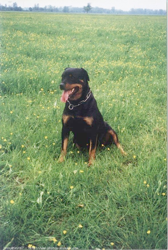 Photo de Rottweiler