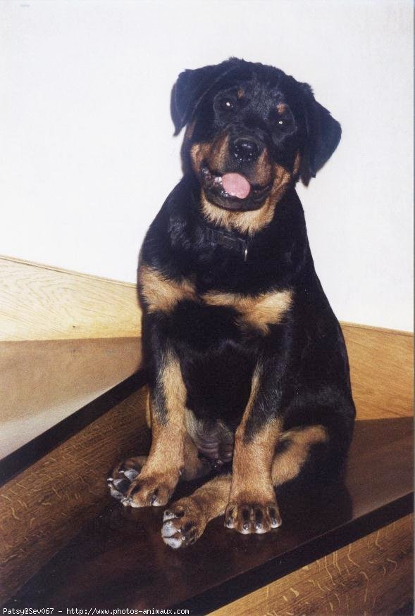 Photo de Rottweiler