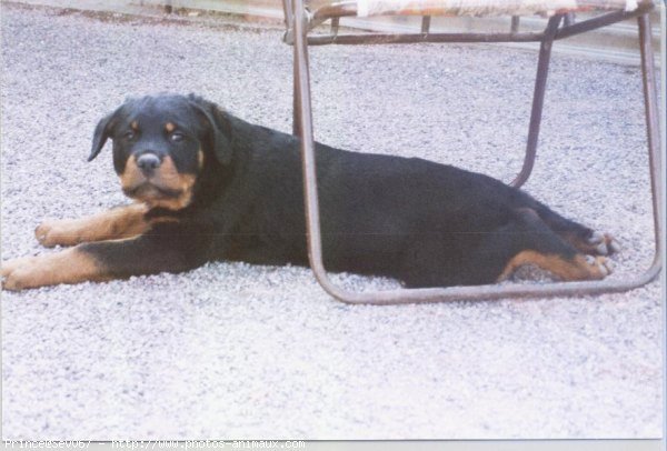 Photo de Rottweiler