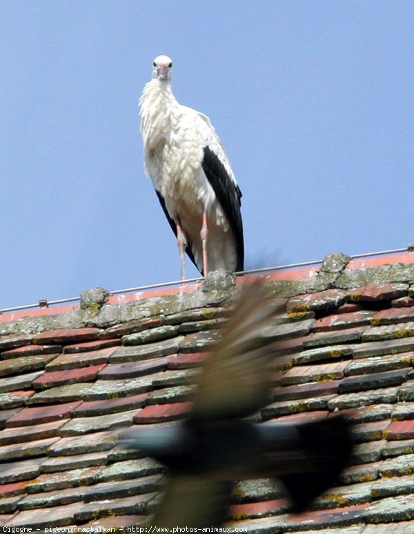 Photo de Cigogne