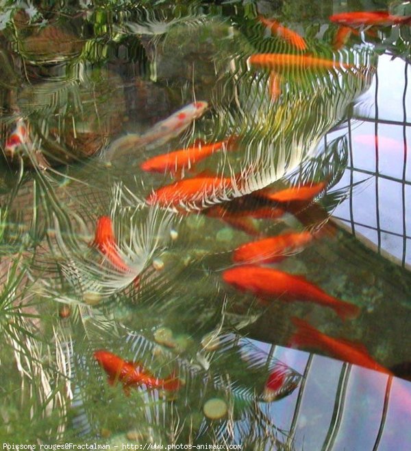 Photo de Poissons rouges