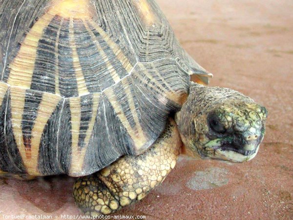 Photo de Tortue