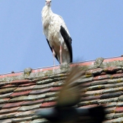 Photo de Cigogne