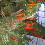 Photo de Poissons rouges