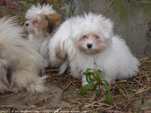 Photo de Coton de tulear