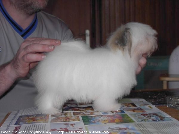 Photo de Coton de tulear