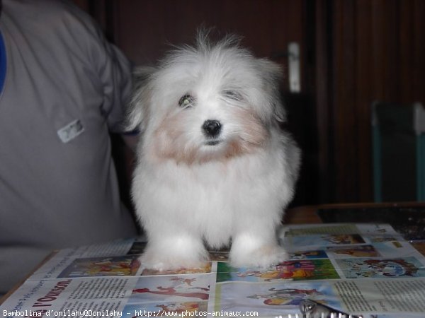 Photo de Coton de tulear