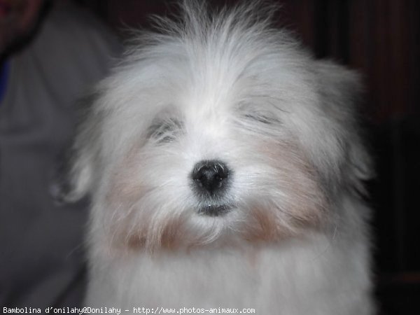 Photo de Coton de tulear