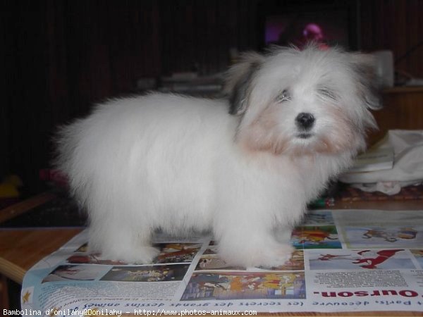 Photo de Coton de tulear