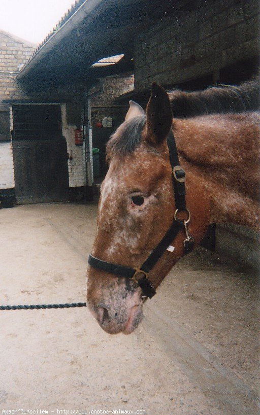 Photo d'Appaloosa