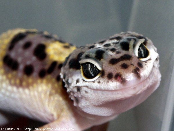 Photo de Gecko