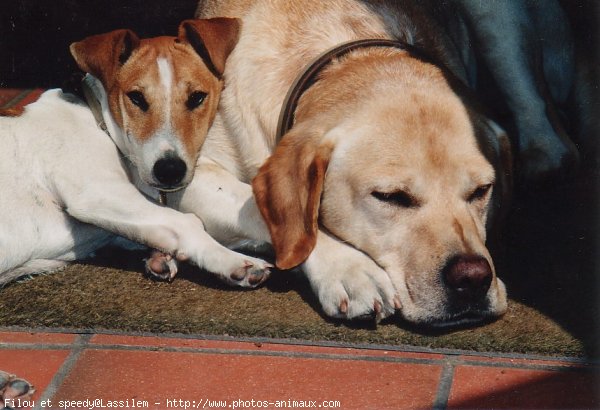 Photo de Races diffrentes