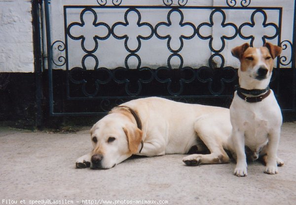 Photo de Races diffrentes