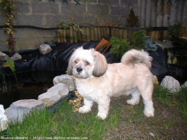 Photo de Lhassa apso